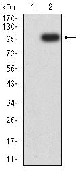 TEK / TIE2 Antibody - Western blot analysis using CD202B mAb against HEK293 (1) and CD202B (AA: 23-745)-hIgGFc transfected HEK293 (2) cell lysate.