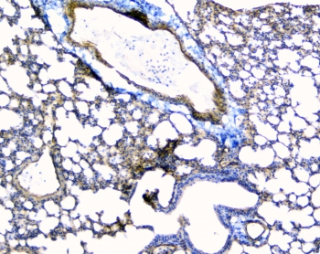 TEK / TIE2 Antibody - IHC staining of FFPE mouse lung with TEK antibody at 1ug/ml. HIER: boil tissue sections in pH6, 10mM citrate buffer, for 10-20 min and allow to cool before testing.
