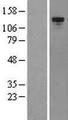 TEK / TIE2 Protein - Western validation with an anti-DDK antibody * L: Control HEK293 lysate R: Over-expression lysate