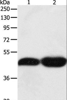 TEKT1 Antibody - Western blot analysis of NIH/3T3 and LNCaP cell, using TEKT1 Polyclonal Antibody at dilution of 1:500.