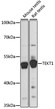 TEKT1 Antibody - Western blot analysis of extracts of various cell lines, using TEKT1 antibody at 1:1000 dilution. The secondary antibody used was an HRP Goat Anti-Rabbit IgG (H+L) at 1:10000 dilution. Lysates were loaded 25ug per lane and 3% nonfat dry milk in TBST was used for blocking. An ECL Kit was used for detection and the exposure time was 1s.