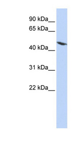 TEKT4 Antibody - TEKT4 antibody Western blot of HepG2 cell lysate. This image was taken for the unconjugated form of this product. Other forms have not been tested.