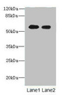 TEKT5 Antibody - Western blot All lanes: Tektin-5 antibody at 16µg/ml Lane 1: NIH/3T3 whole cell lysate Lane 2: HepG2 whole cell lysate Secondary Goat polyclonal to rabbit IgG at 1/10000 dilution Predicted band size: 56 kDa Observed band size: 56 kDa