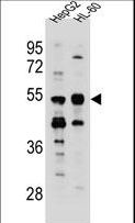 TEKT5 Antibody - TEKT5 Antibody western blot of HepG2,HL-60 cell line lysates (35 ug/lane). The TEKT5 antibody detected the TEKT5 protein (arrow).