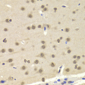 TEL-2 / ETV7 Antibody - Immunohistochemistry of paraffin-embedded Mouse brain tissue.