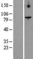 TELO2 Protein - Western validation with an anti-DDK antibody * L: Control HEK293 lysate R: Over-expression lysate