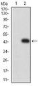 TEM1 / CD248 Antibody - Western blot analysis using CD248 mAb against HEK293 (1) and CD248 (AA: extra 18-180)-hIgGFc transfected HEK293 (2) cell lysate.
