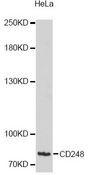 TEM1 / CD248 Antibody - Western blot analysis of extracts of HeLa cells, using CD248 antibody at 1:3000 dilution. The secondary antibody used was an HRP Goat Anti-Rabbit IgG (H+L) at 1:10000 dilution. Lysates were loaded 25ug per lane and 3% nonfat dry milk in TBST was used for blocking. An ECL Kit was used for detection and the exposure time was 90s.