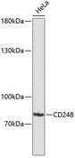 TEM1 / CD248 Antibody - Western blot analysis of extracts of HeLa cells using CD248 Polyclonal Antibody at dilution of 1:3000.