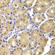TERE1 / UBIAD1 Antibody - Immunohistochemistry of paraffin-embedded human stomach using UBIAD1 antibody at dilution of 1:100 (40x lens).