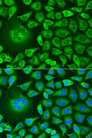 TERE1 / UBIAD1 Antibody - Immunofluorescence analysis of U2OS cells using UBIAD1 antibody at dilution of 1:100. Blue: DAPI for nuclear staining.