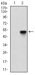 TERF2 / TRF2 Antibody - Western blot using TERF2 monoclonal antibody against HEK293 (1) and TERF2 (AA: 324-500)-hIgGFc transfected HEK293 (2) cell lysate.