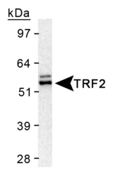 TERF2 / TRF2 Antibody - Detection of TRF2 in HeLa nuclear extract using Rabbit Polyclonal anti-TRF2.  This image was taken for the unconjugated form of this product. Other forms have not been tested.