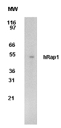 TERF2IP / RAP1 Antibody - Detection of hRap1 in 293 cells: Two micrograms/ml of antibody was used to detect hRap1 in 293 cells. A protein band of approximate molecular weight of 50 kD is detected.