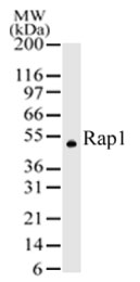 TERF2IP / RAP1 Antibody - Detection of hRap1 in 293 cells: Two microgram of anti-Rap1 was used to detect hRap1 in 293 cells. A protein band with an approximate molecular weight of 50 kD was detected.