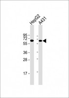 TERF2IP / RAP1 Antibody - All lanes: Anti-TERF2IP Antibody at 1:2000 dilution Lane 1: HepG2 whole cell lysate Lane 2: A431 whole cell lysate Lysates/proteins at 20 µg per lane. Secondary Goat Anti-mouse IgG, (H+L), Peroxidase conjugated at 1/10000 dilution. Predicted band size: 44 kDa Blocking/Dilution buffer: 5% NFDM/TBST.