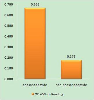 TERT / Telomerase Antibody - The absorbance readings at 450 nM are shown in the ELISA figure.