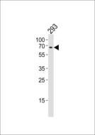 TESK1 Antibody - Western blot of lysate from 293 cell line, using TESK1 Antibody. Antibody was diluted at 1:1000. A goat anti-rabbit IgG H&L (HRP) at 1:10000 dilution was used as the secondary antibody. Lysate at 20ug.
