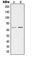 TESK1 Antibody - Western blot analysis of TESK1 expression in K562 (A); rat kidney (B) whole cell lysates.