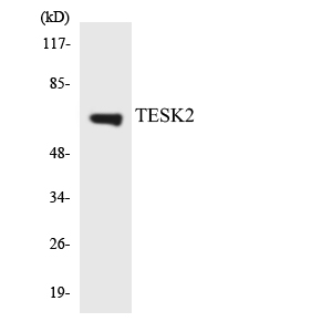 TESK2 Antibody - Western blot analysis of the lysates from K562 cells using TESK2 antibody.