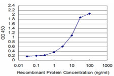 TESK2 Antibody - Detection limit for recombinant GST tagged TESK2 is approximately 0.1 ng/ml as a capture antibody.