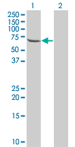 TESK2 Antibody - Western blot of TESK2 expression in transfected 293T cell line by TESK2 monoclonal antibody (M04), clone 5H4.