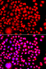 TESK2 Antibody - Immunofluorescence analysis of A549 cells.