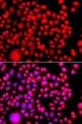 TESK2 Antibody - Immunofluorescence analysis of A549 cells using TESK2 antibody. Blue: DAPI for nuclear staining.