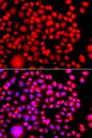 TESK2 Antibody - Immunofluorescence analysis of A549 cells using TESK2 Polyclonal Antibody.