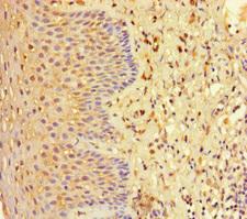 Testilin / EHD1 Antibody - Immunohistochemistry of paraffin-embedded human tonsil tissue at dilution of 1:100