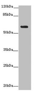 Testilin / EHD1 Antibody - Western blot All Lanes: EHD1 antibody at 12 ug/ml+ MDA-MB-231 whole cell lysate Secondary Goat polyclonal to rabbit IgG at 1/10000 dilution Predicted band size: 61 kDa Observed band size: 61 kDa