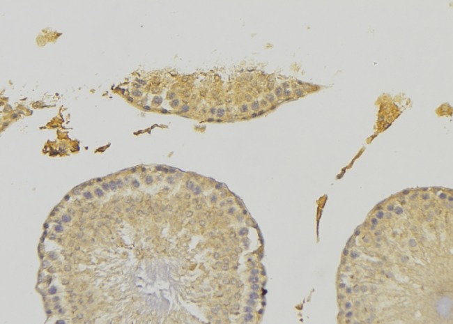 Testilin / EHD1 Antibody - 1:100 staining rat testis tissue by IHC-P. The sample was formaldehyde fixed and a heat mediated antigen retrieval step in citrate buffer was performed. The sample was then blocked and incubated with the antibody for 1.5 hours at 22°C. An HRP conjugated goat anti-rabbit antibody was used as the secondary.