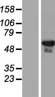 Testilin / EHD1 Protein - Western validation with an anti-DDK antibody * L: Control HEK293 lysate R: Over-expression lysate