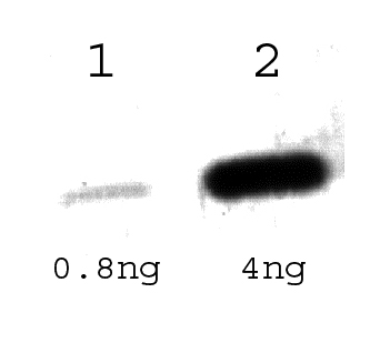 Tet Repressor Antibody - Detection of TetR protein.  This image was taken for the unconjugated form of this product. Other forms have not been tested.