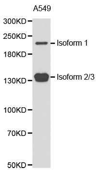 TET2 Antibody - Western blot analysis of extracts of A549 cell line, using TET2 antibody.