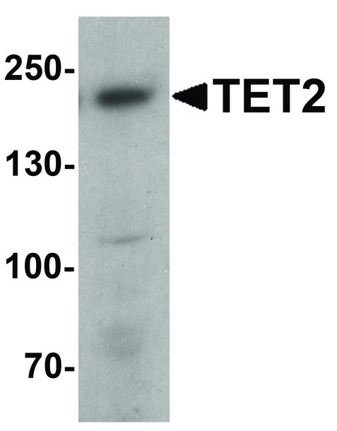 TET2 Antibody - Western blot analysis of TET2 in 3T3 cell lysate with TET2 antibody at 1 ug/ml.