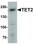 TET2 Antibody - Western blot analysis of TET2 in 3T3 cell lysate with TET2 antibody at 1 ug/ml.