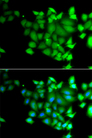 TET3 Antibody - Immunofluorescence analysis of A549 cells.