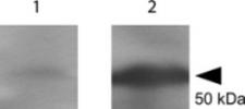Tetanus Toxin Fragment C Antibody - Western blot using the Anti-tetanus toxin C antibody shows detection of a protein band at 52 kDa corresponding to full length 6X HIS-TTFC fusion protein (arrowhead). Lane 1 shows no detection from non-specific antisera; Lane 2 shows detection of anti-TTFC. After blocking in 1% BSA, the membrane was probed with the primary antisera diluted to 1:1,000 in PBS followed by reaction with HRP conjugated Goat anti-Rabbit at 1:20,000 dilution.
