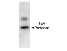 TEV Protease Antibody - E. coli lysate containing recombinant TEV protease was loaded on to a 4-20% gradient gel for separation. After electrophoresis, the gel was blocked with 1% BSA in TBS for 30min at ambient. The membrane was probed with the primary antibody at a 1:1,000 dilution in 1%BSA/TBS overnight at 4° C. For detection HRP conjugated Gt-a-Rabbit IgG was used at a 1:40,000 dilution for 30 min at ambient and data generated with FemtoMax enhanced chemiluminescent reagent Images were captured using BioRad Versadoc 4000MP Imaging System.