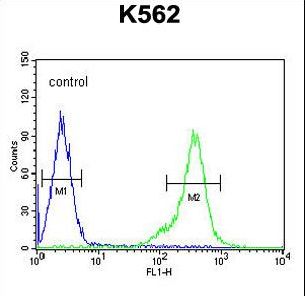 TEX13B Antibody - TEX13B Antibody flow cytometry of K562 cells (right histogram) compared to a negative control cell (left histogram). FITC-conjugated goat-anti-rabbit secondary antibodies were used for the analysis.