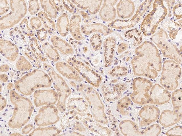 TEX13B Antibody - Immunochemical staining of human TEX13B in human kidney with rabbit polyclonal antibody at 1:100 dilution, formalin-fixed paraffin embedded sections.