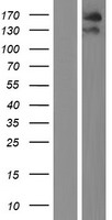 TEX14 Protein - Western validation with an anti-DDK antibody * L: Control HEK293 lysate R: Over-expression lysate