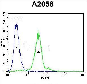TEX261 Antibody - TEX261 Antibody flow cytometry of A2058 cells (right histogram) compared to a negative control cell (left histogram). FITC-conjugated goat-anti-rabbit secondary antibodies were used for the analysis.