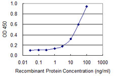 TEX28 Antibody - Detection limit for recombinant GST tagged TEX28 is 0.3 ng/ml as a capture antibody.