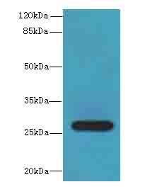 TEX35 / C1orf49 Antibody - Western blot. All lanes: Tex35 antibody at 4 ug/ml+U24- whole cell lysate Goat polyclonal to rabbit at 1:10000 dilution. Predicted band size: 27 kDa. Observed band size: 27 kDa.