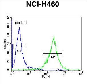 TEX37 / TSC21 Antibody - C2orf51 Antibody flow cytometry of NCI-H460 cells (right histogram) compared to a negative control cell (left histogram). FITC-conjugated goat-anti-rabbit secondary antibodies were used for the analysis.