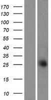 TEX40 Protein - Western validation with an anti-DDK antibody * L: Control HEK293 lysate R: Over-expression lysate