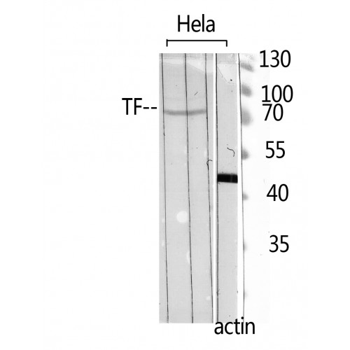 TF / Transferrin Antibody - Western blot of Transferrin antibody