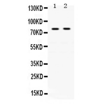 TF / Transferrin Antibody - Transferrin antibody Western blot. All lanes: Anti Transferrin at 0.5 ug/ml. Lane 1: Rat Thymus Tissue Lysate at 50 ug. Lane 2: Human Placenta Tissue Lysate at 50 ug. Predicted band size: 77 kD. Observed band size: 77 kD.